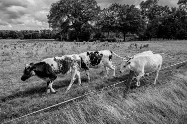 Alman Muensterland 'inde yaz mevsimi