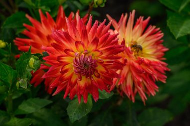 Alman Muensterland 'inde yaz mevsimi