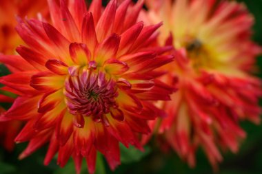 Alman Muensterland 'inde yaz mevsimi