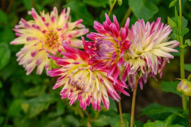 Alman Muensterland 'inde yaz mevsimi