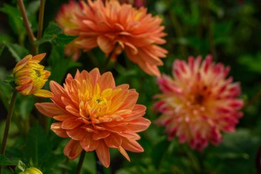 Alman Muensterland 'inde yaz mevsimi