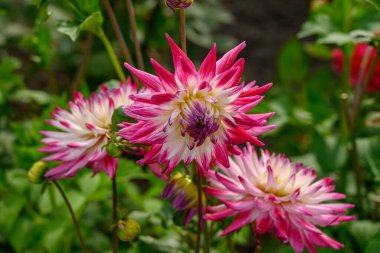 Alman Muensterland 'inde yaz mevsimi