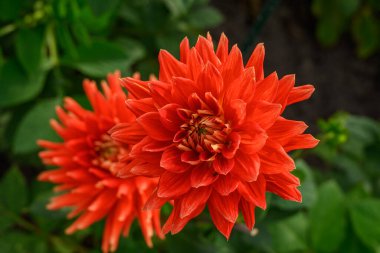 Alman Muensterland 'inde yaz mevsimi