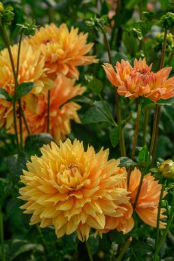 Alman Muensterland 'inde yaz mevsimi