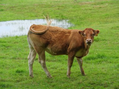 Alman Muensterland 'inde yaz mevsimi