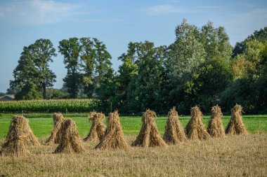 Hollanda 'da yel değirmeni