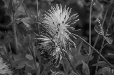 Alman Muensterland 'inde yaz mevsimi