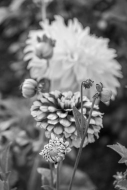 Alman Muensterland 'inde yaz mevsimi