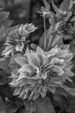 Alman Muensterland 'inde yaz mevsimi