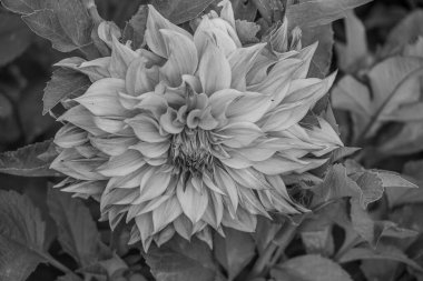 Alman Muensterland 'inde yaz mevsimi