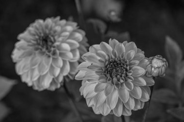 Alman Muensterland 'inde yaz mevsimi