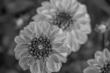 Alman Muensterland 'inde yaz mevsimi