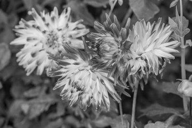 Alman Muensterland 'inde yaz mevsimi