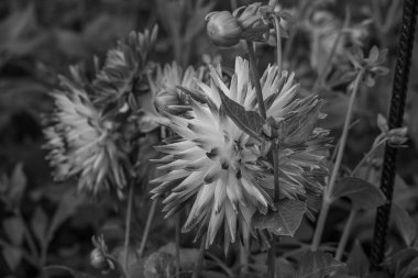 Alman Muensterland 'inde yaz mevsimi