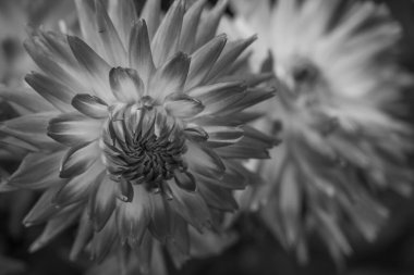 Alman Muensterland 'inde yaz mevsimi