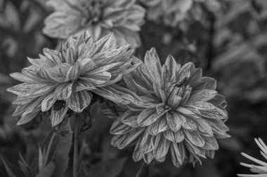 Alman Muensterland 'inde yaz mevsimi