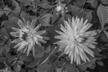 Alman Muensterland 'inde yaz mevsimi