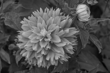 Alman Muensterland 'inde yaz mevsimi