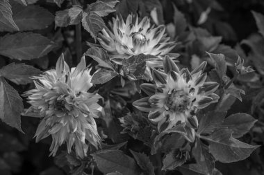 Alman Muensterland 'inde yaz mevsimi