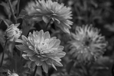 Alman Muensterland 'inde yaz mevsimi