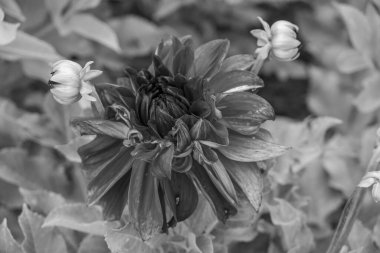 Alman Muensterland 'inde yaz mevsimi