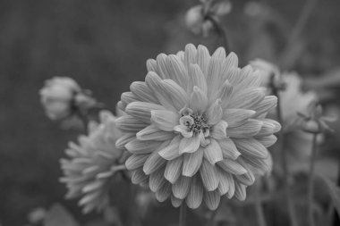 Alman Muensterland 'inde yaz mevsimi