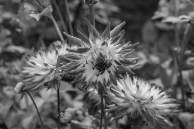 Alman Muensterland 'inde yaz mevsimi