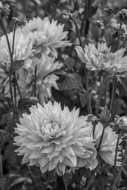 Alman Muensterland 'inde yaz mevsimi