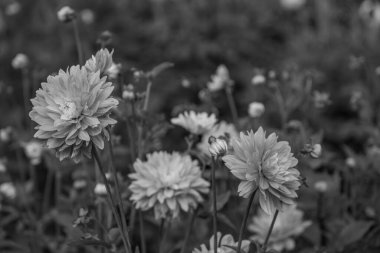 Alman Muensterland 'inde yaz mevsimi