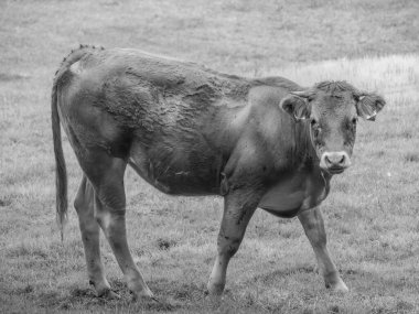 Alman Muensterland 'inde yaz mevsimi