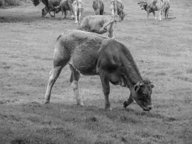 Alman Muensterland 'inde yaz mevsimi