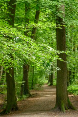 Alman Muensterland 'ındaki Raesfeld' in odl kalesi.