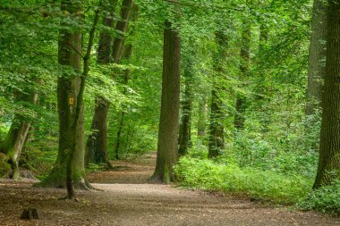 Alman Muensterland 'ındaki Raesfeld' in odl kalesi.