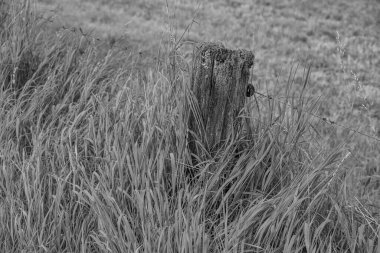 Alman Muensterland 'ındaki Raesfeld' in odl kalesi.