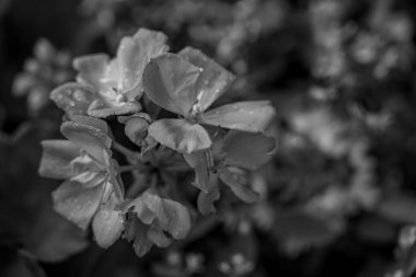 Almanya 'da bir bahçede yaz zamanı