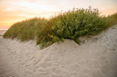 Alman langeoog Adası