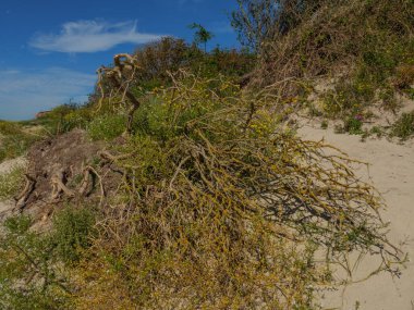 Almanya 'daki Langeoog Adası plajı.