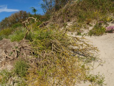 Almanya 'daki Langeoog Adası plajı.