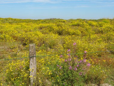 Almanya 'daki Langeoog Adası plajı.