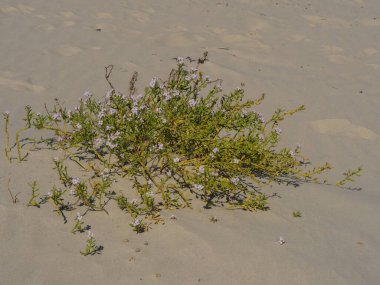 Almanya Langeoog Adası