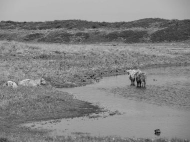 Kuzey Denizi Langeoog Adası