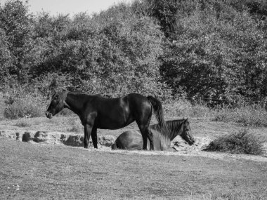 Kuzey Denizi Langeoog Adası