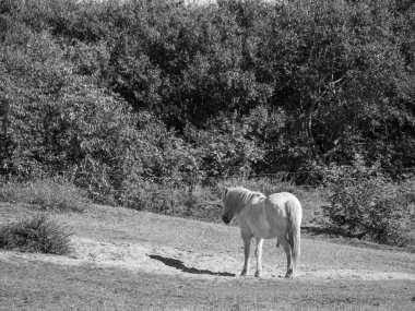 Kuzey Denizi Langeoog Adası