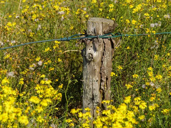 Almanya 'daki Langeoog Adası plajı.