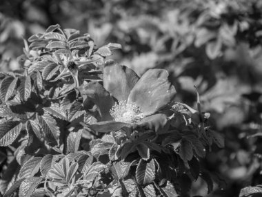 Almanya Langeoog Adası