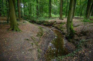 Alman ormanlarında yaz yürüyüşü