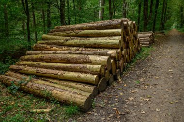 Alman ormanlarında yaz yürüyüşü