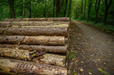 Alman ormanlarında yaz yürüyüşü