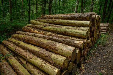 Alman ormanlarında yaz yürüyüşü