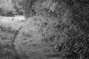 Bir Alman ormanında yaz sonu vakti